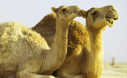 ���������ĳ���[15ƪ]