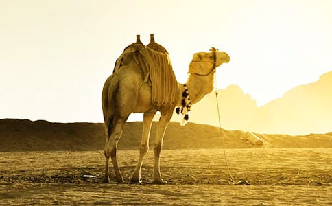 [ͨ��]�����������ӡ��и�13ƪ