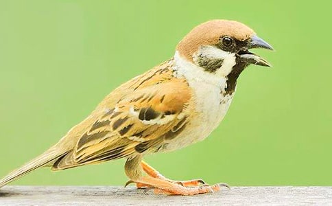 �ɰ���`С��ȸ