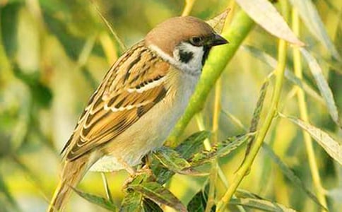 描写小麻雀的作文500字