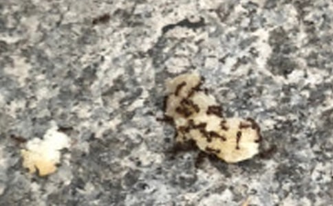 蚂蚁状物作文合集15篇