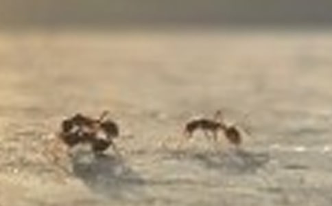 观察蚂蚁作文精选(15篇)