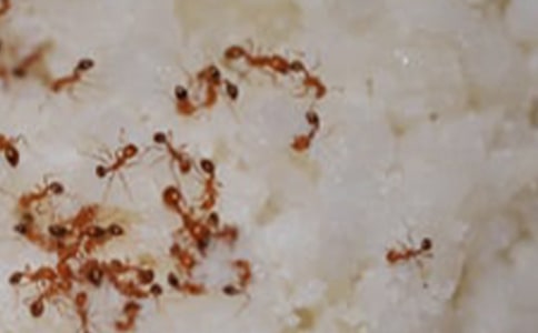 ���Ϻ�֩���Ķ���