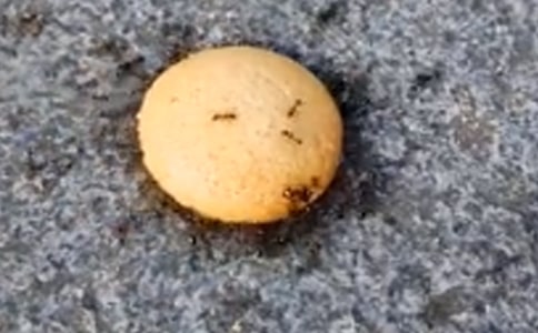 两只蚂蚁的读后感