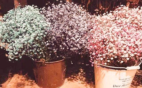 满天星作文【精】