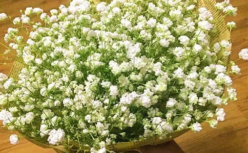 满天星作文(通用15篇)