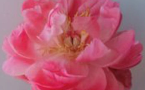 带泪的红玫瑰作文