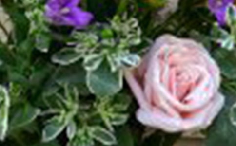 【精选】四年级玫瑰作文集锦八篇