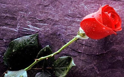 国王啄木鸟玫瑰花写童话故事