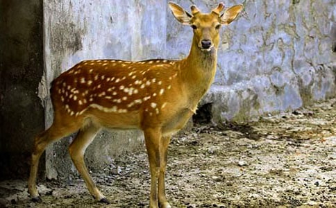 ����÷��¹�ľ���