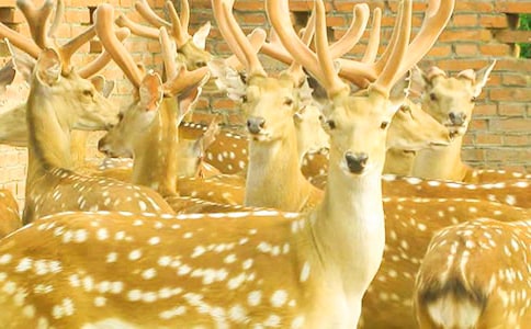 描写梅花鹿的作文