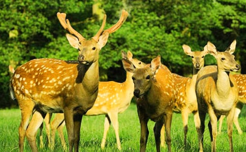 �ɰ���÷��¹����