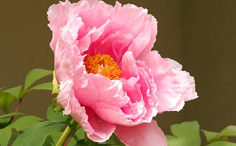 ��ĵ������