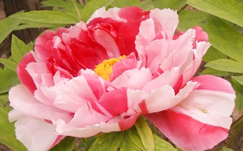 观赏牡丹花作文