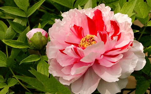 �Ұ�ĵ��������