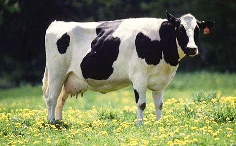 �ι���ţ������ 15ƪ