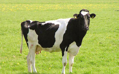 参观奶牛场作文