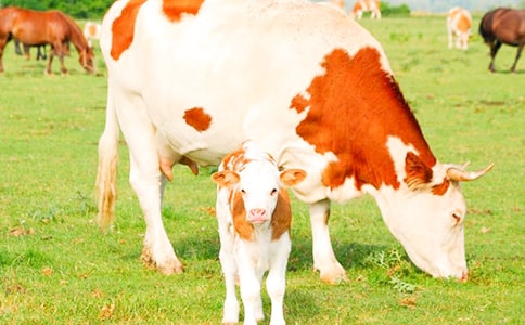 参观奶牛场作文 合集15篇