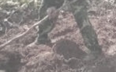 干农活作文集锦15篇