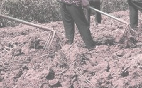 干农活作文(15篇)