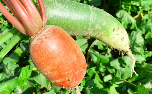 ũ��������