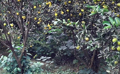 农家乐作文15篇