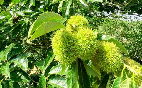 快乐的“农家乐”作文