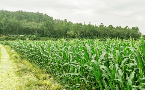 农家乐作文集锦15篇