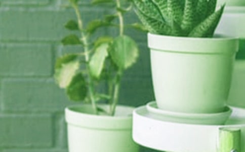 小盆栽作文(15篇)