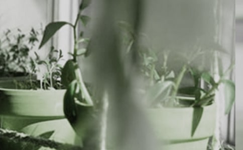 小盆栽作文集锦15篇