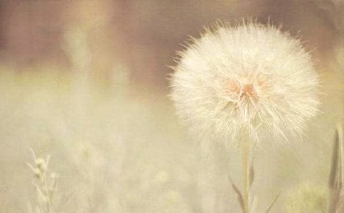 【精品】蒲公英优秀作文