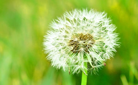 蒲公英的作文15篇【热门】