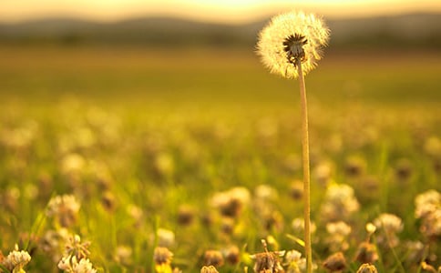 蒲公英变形记作文