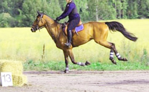 【荐】第一次骑马作文