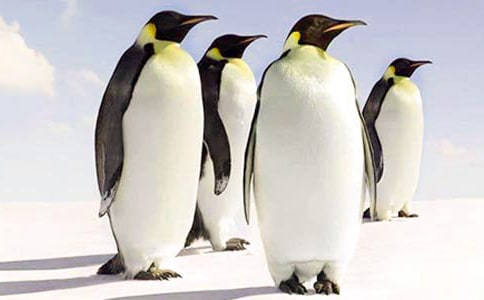 保护企鹅的小作文