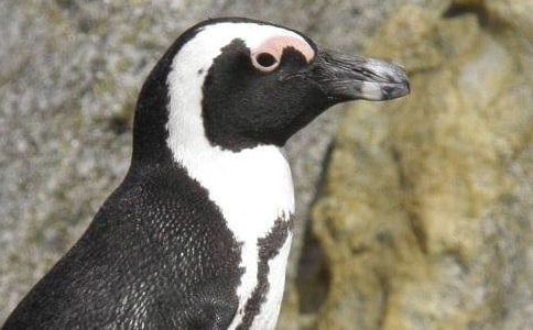 �������Ĺ��¡��и�