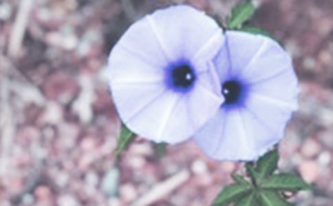 牵牛花小学作文