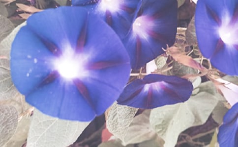 ǣţ�����ġ��Ƽ���