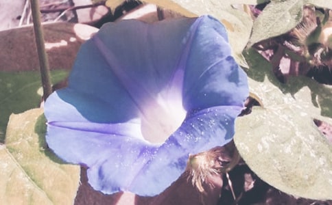 我爱牵牛花作文