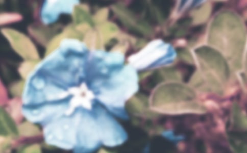 【热门】牵牛花的作文4篇