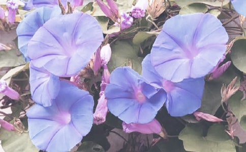 【热门】牵牛花作文3篇