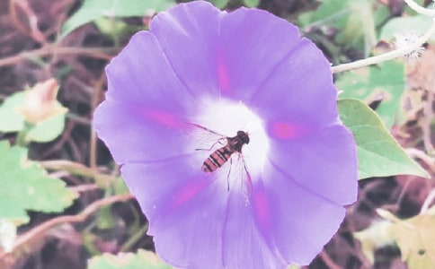 ǣţ������