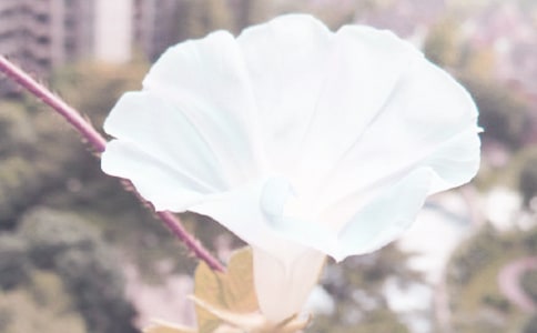 【荐】牵牛花作文