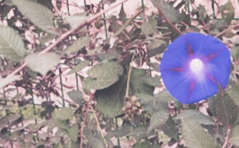 �Ҽҵ�ǣţ��������ƪ