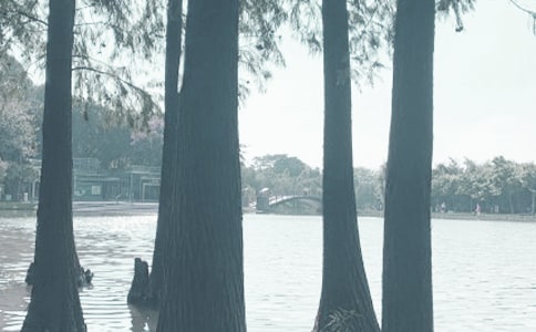 千灯湖作文集合15篇