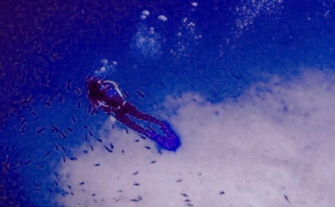 Ǳˮ������(��ѡ15ƪ)