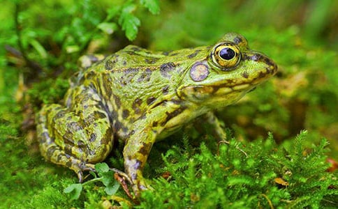 (����)������������5ƪ