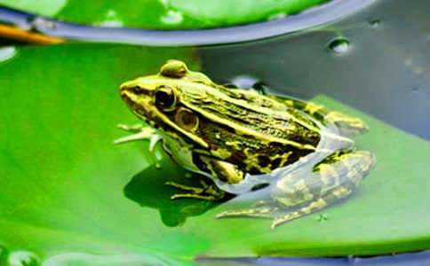 (实用)保护青蛙作文