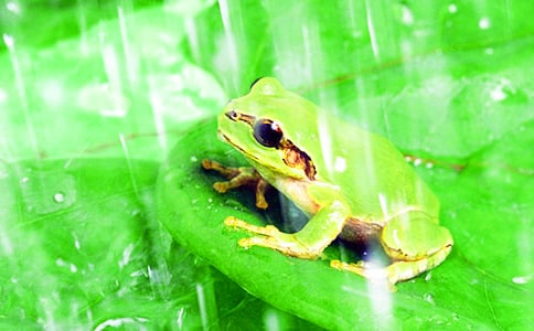 课例研修《小青蛙》三实践三反思观课心得