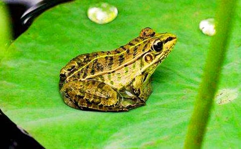 青蛙的自述作文精华【14篇】